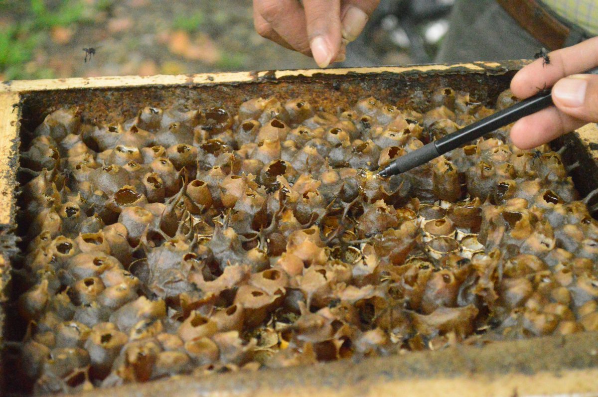 honey pot of Trigona itama treated by pipeline 1/4 inchi